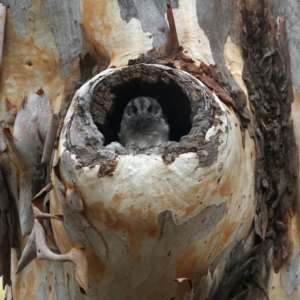 Aegotheles cristatus at Acton, ACT - 17 Feb 2021 10:53 AM