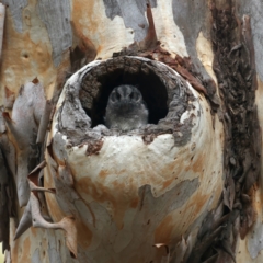 Aegotheles cristatus (Australian Owlet-nightjar) at Acton, ACT - 16 Feb 2021 by jbromilow50