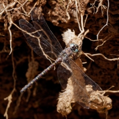 Austroaeschna multipunctata (Multi-spotted Darner) at Namadgi National Park - 3 Feb 2021 by DPRees125