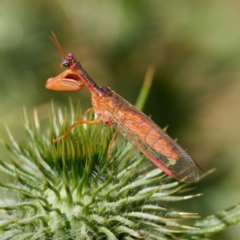 Campion sp. (genus) (Mantis Fly) at Brindabella National Park - 2 Feb 2021 by DPRees125