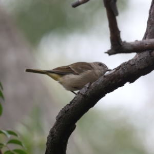 Pachycephala pectoralis at Acton, ACT - 17 Feb 2021