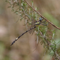 Parasynthemis regina (Royal Tigertail) at Mount Ainslie - 7 Feb 2021 by DPRees125