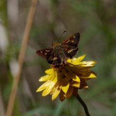 Dispar compacta (Barred Skipper) at Mount Ainslie - 7 Feb 2021 by DPRees125