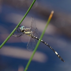 Parasynthemis regina (Royal Tigertail) at Forde, ACT - 13 Feb 2021 by DPRees125