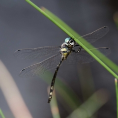 Parasynthemis regina at Forde, ACT - 13 Feb 2021 12:20 PM