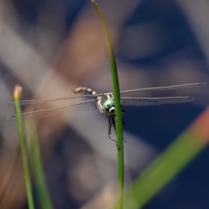 Parasynthemis regina at Forde, ACT - 13 Feb 2021 12:20 PM