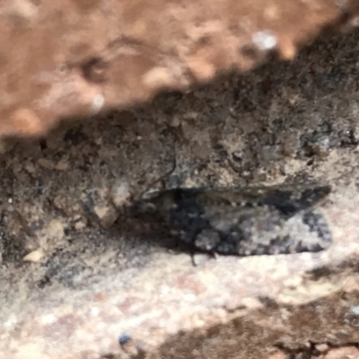 Tortricinae (subfamily) (A tortrix moth) at Sullivans Creek, Lyneham South - 17 Feb 2021 by Tapirlord