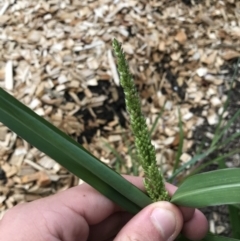 Echinochloa crus-galli (Barnyard Grass) at Phillip, ACT - 17 Feb 2021 by Tapirlord