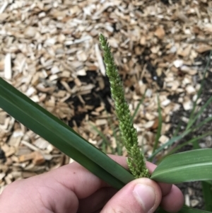 Echinochloa crus-galli at Phillip, ACT - 17 Feb 2021 03:50 PM