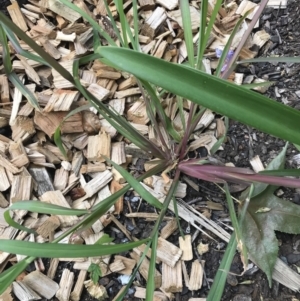 Echinochloa crus-galli at Phillip, ACT - 17 Feb 2021 03:50 PM