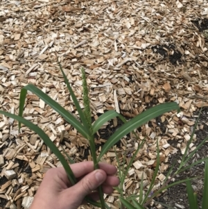 Echinochloa crus-galli at Phillip, ACT - 17 Feb 2021