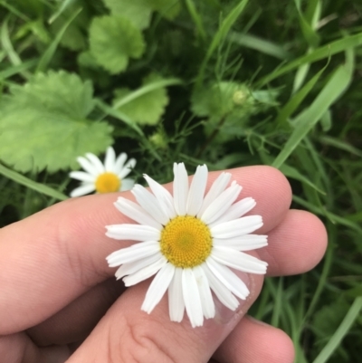 Matricaria chamomilla (Chamomile Daisy) at Lyneham, ACT - 18 Feb 2021 by Tapirlord