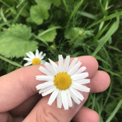 Matricaria chamomilla (Chamomile Daisy) at Lyneham, ACT - 17 Feb 2021 by Tapirlord