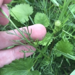 Matricaria chamomilla at Lyneham, ACT - 18 Feb 2021