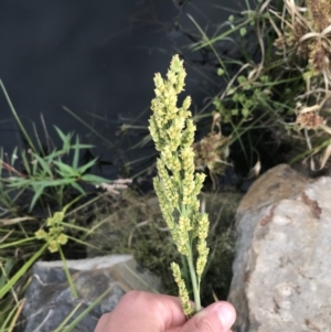 Sorghum bicolor at Lyneham, ACT - 18 Feb 2021