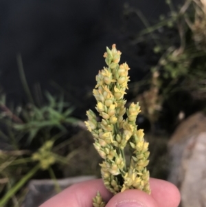 Sorghum bicolor at Lyneham, ACT - 18 Feb 2021