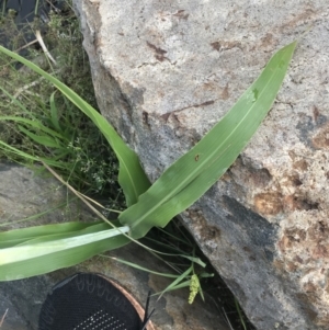 Sorghum bicolor at Lyneham, ACT - 18 Feb 2021