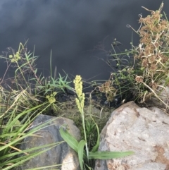 Sorghum bicolor at Lyneham, ACT - 18 Feb 2021