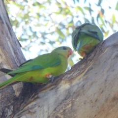 Polytelis swainsonii (Superb Parrot) at Campbell, ACT - 8 Jan 2021 by MargD