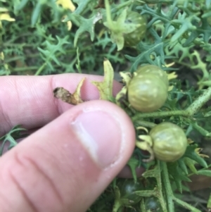 Solanum triflorum at Lyneham Wetland - 18 Feb 2021