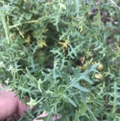 Solanum triflorum at Lyneham Wetland - 18 Feb 2021 08:32 AM