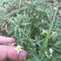 Solanum triflorum at Lyneham Wetland - 18 Feb 2021 08:32 AM