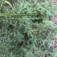 Solanum triflorum at Lyneham Wetland - 18 Feb 2021 08:32 AM