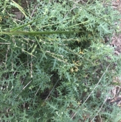 Solanum triflorum at Lyneham Wetland - 18 Feb 2021