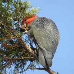 Callocephalon fimbriatum (Gang-gang Cockatoo) at Katoomba Park, Campbell - 12 Jan 2021 by MargD