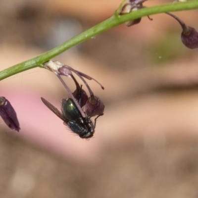 Unverified True fly (Diptera) at Campbell, ACT - 5 Jan 2021 by MargD