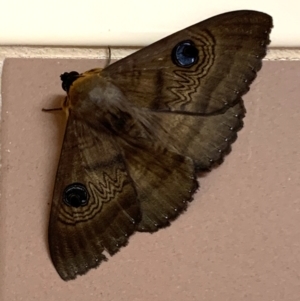 Dasypodia selenophora at South Albury, NSW - 17 Feb 2021 12:52 PM