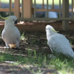 Cacatua galerita (Sulphur-crested Cockatoo) at South Albury, NSW - 16 Feb 2021 by PaulF
