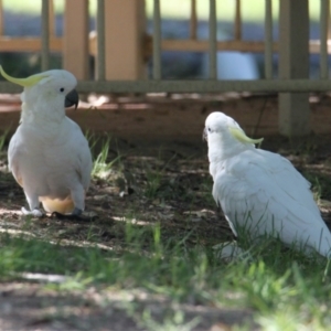 Cacatua galerita at South Albury, NSW - 17 Feb 2021 10:13 AM