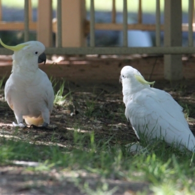 Cacatua galerita (Sulphur-crested Cockatoo) at Albury - 16 Feb 2021 by PaulF