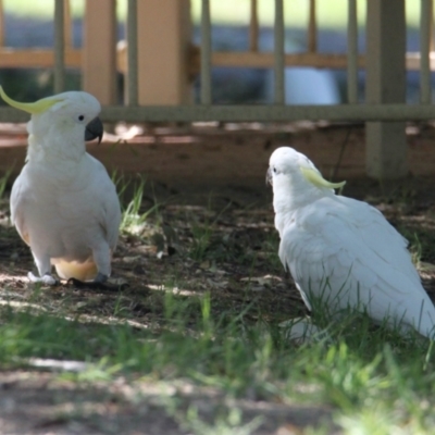Cacatua galerita (Sulphur-crested Cockatoo) at South Albury, NSW - 17 Feb 2021 by PaulF