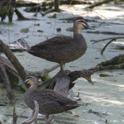 Anas superciliosa (Pacific Black Duck) at Albury - 16 Feb 2021 by PaulF
