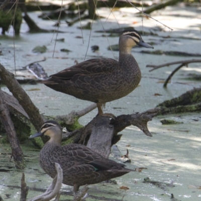 Anas superciliosa (Pacific Black Duck) at South Albury, NSW - 17 Feb 2021 by PaulF