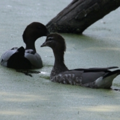 Chenonetta jubata (Australian Wood Duck) at South Albury, NSW - 17 Feb 2021 by PaulF