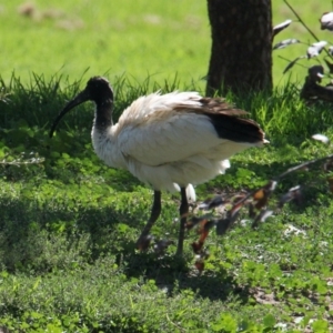 Threskiornis molucca at South Albury, NSW - 17 Feb 2021