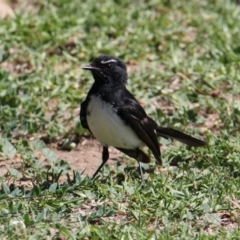 Rhipidura leucophrys (Willie Wagtail) at South Albury, NSW - 16 Feb 2021 by PaulF