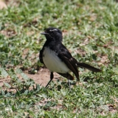 Rhipidura leucophrys (Willie Wagtail) at Albury - 17 Feb 2021 by PaulF