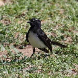 Rhipidura leucophrys at South Albury, NSW - 17 Feb 2021 10:28 AM