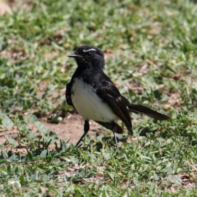 Rhipidura leucophrys (Willie Wagtail) at Albury - 17 Feb 2021 by PaulF