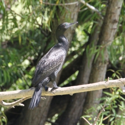 Phalacrocorax sulcirostris (Little Black Cormorant) at South Albury, NSW - 16 Feb 2021 by PaulF