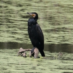 Phalacrocorax carbo (Great Cormorant) at Albury - 16 Feb 2021 by PaulF