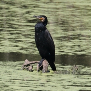 Phalacrocorax carbo at South Albury, NSW - 17 Feb 2021 10:38 AM