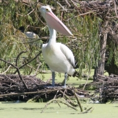 Pelecanus conspicillatus (Australian Pelican) at Albury - 16 Feb 2021 by PaulF