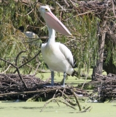 Pelecanus conspicillatus (Australian Pelican) at South Albury, NSW - 17 Feb 2021 by PaulF