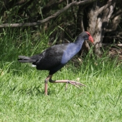 Porphyrio melanotus (Australasian Swamphen) at Albury - 17 Feb 2021 by PaulF