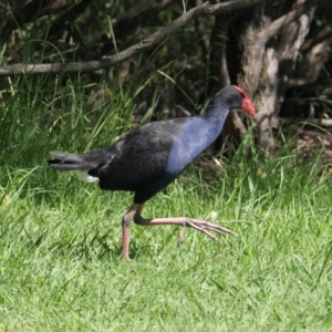 Porphyrio melanotus at South Albury, NSW - 17 Feb 2021